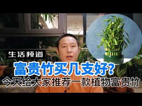 2023文昌位富貴竹|【文昌富貴竹】文昌富貴竹藏風水寶地！擺對一枝旺學業、求職、。